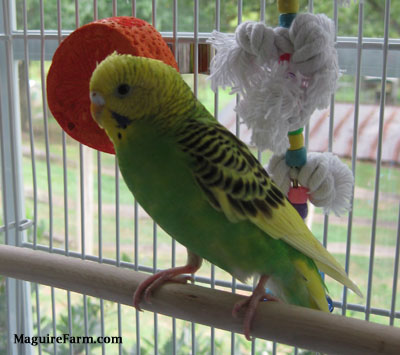 A green and yellow with black parakeet is standing on a wooden perch in a bird cage. There is a rope hanging down behind it and an orange toy next to it