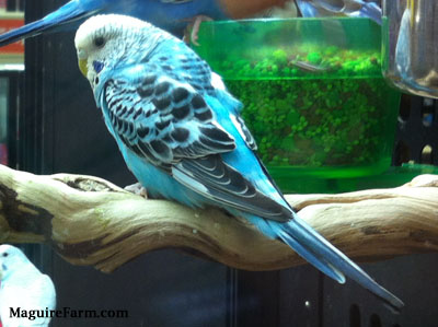 A blue with white and black parakeet is standing on a wooden perch with another blue with white and black parakeet standing on the side of a food bowl behind it