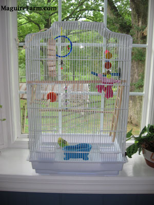 A cage in a white bay window filled with things for a parakeet to play with and climb on. A green and yellow with black parakeet is standing at the bottom of the cage