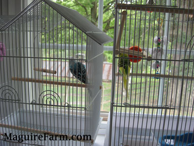 A blue with black and white parakeet is perched on a wooden stick close to the right side of its cage and in the cage next to it is a green and yellow paraket getting as close as it can.