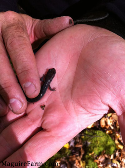 A Black Salamander is in the hand of a person. The person is rubbing the back of the Salamander