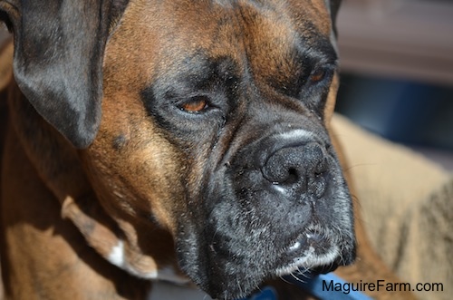 Close up Head shot - Bruno the brown brindle Boxer dog