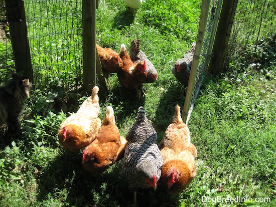 Eight Chickens walking through a gate. A Grey and Black cat is watching them