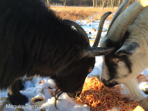 There is a black goat and a white with black goat eating a pile of spaghetti in snow
