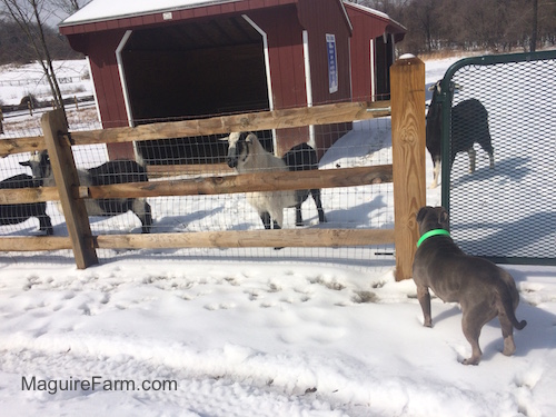 Four goats are standing outside in snow near a fence and in front of two barn-red lean-to shelters. A blue-nose American Pit Bull Terrier is looking through a gate at the goats