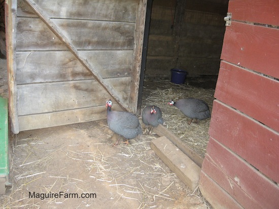 Three gray guinea fowl walking out of a classic red barn