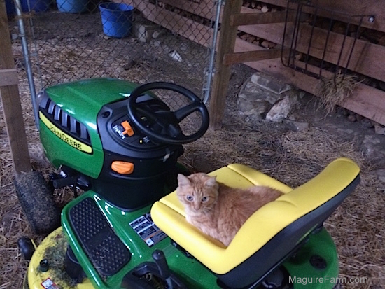 An orange cat on a green and yellow John Deere D125 mower inside of a barn.