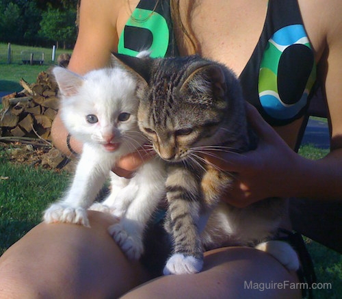 Two kittens being held by a girl in a black, green and blue shirt. One kitten is white and the other is a gray tiger.