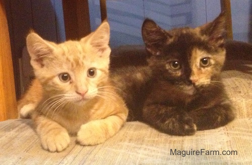 An orange tiger kitten and a calico kitten laying side by side on a kitchen chair.