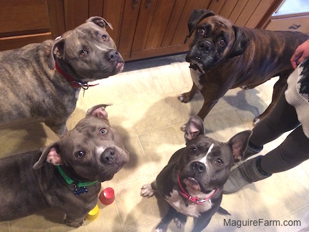 Three Dogs are standing and one dog is sitting next to a person. They all are looking up. There are three pit bulls and a boxer