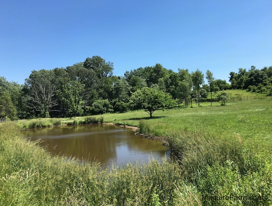 A pond in a green grassy horse feild with trees in the distance.