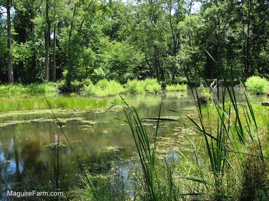 a pond in the woods in the summer time