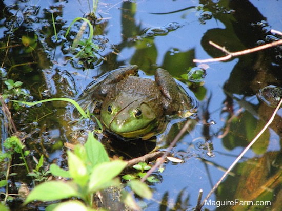 A bullfrog is waiting in a pond