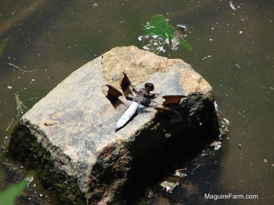 a dragonfly sitting on a rock in a pond