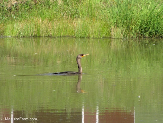 a blue heron swimming in the pond water with long green grass on the bank. You can see the reflection of the grass, a red barn and the bird in the water.